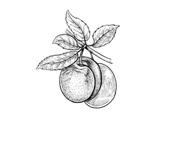 rysunek śliwki
